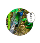 my zoo 5（個別スタンプ：20）
