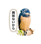 my zoo 5（個別スタンプ：24）