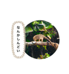 my zoo 5（個別スタンプ：28）