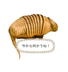 my zoo 5（個別スタンプ：33）