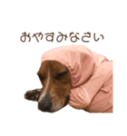 ビーグルはなのちょっと言わせて2（個別スタンプ：2）