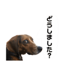 ビーグルはなのちょっと言わせて2（個別スタンプ：3）
