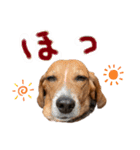 ビーグルはなのちょっと言わせて2（個別スタンプ：15）