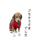 ビーグルはなのちょっと言わせて2（個別スタンプ：16）