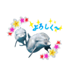 御蔵島のイルカと子供たちが描いたイルカ2（個別スタンプ：21）