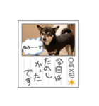黒柴ななちゃんでござんす（個別スタンプ：5）