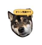 黒柴ななちゃんでござんす（個別スタンプ：6）