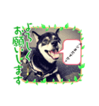 黒柴ななちゃんでござんす（個別スタンプ：7）