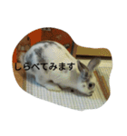 メルさんの日常あいさつ（個別スタンプ：17）