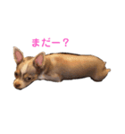 チワワぽんずスタンプ（個別スタンプ：1）