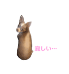 チワワぽんずスタンプ（個別スタンプ：8）