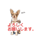 チワワぽんずスタンプ（個別スタンプ：12）