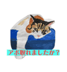 プライム会員猫さん犬さん連絡会話（個別スタンプ：5）