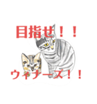 プライム会員猫さん犬さん連絡会話（個別スタンプ：16）