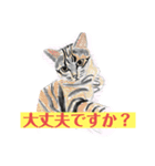 プライム会員猫さん犬さん連絡会話（個別スタンプ：28）