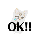プライム会員猫さん犬さん連絡会話（個別スタンプ：30）