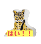 プライム会員猫さん犬さん連絡会話（個別スタンプ：31）