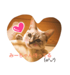 みやびにゃん（個別スタンプ：1）