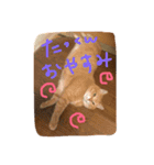 みやびにゃん（個別スタンプ：3）