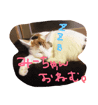 みやびにゃん（個別スタンプ：4）
