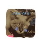みやびにゃん（個別スタンプ：6）