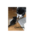 ネコのろくとさく。（個別スタンプ：5）