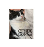 ネコのろくとさく。（個別スタンプ：6）