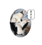 ネコのろくとさく。（個別スタンプ：8）