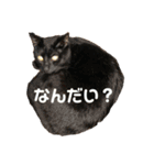 ネコのろくとさく。（個別スタンプ：12）