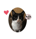 ネコのろくとさく。（個別スタンプ：22）