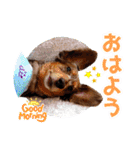 ミニチュアダックス 癒やしの日常会話（個別スタンプ：1）