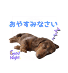 ミニチュアダックス 癒やしの日常会話（個別スタンプ：4）