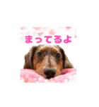 ミニチュアダックス 癒やしの日常会話（個別スタンプ：5）