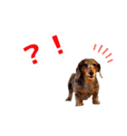 ミニチュアダックス 癒やしの日常会話（個別スタンプ：10）