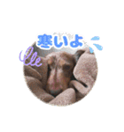 ミニチュアダックス 癒やしの日常会話（個別スタンプ：11）