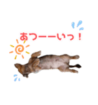 ミニチュアダックス 癒やしの日常会話（個別スタンプ：12）