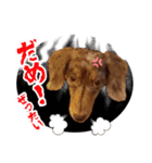 ミニチュアダックス 癒やしの日常会話（個別スタンプ：14）