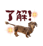 ミニチュアダックス 癒やしの日常会話（個別スタンプ：15）