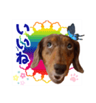 ミニチュアダックス 癒やしの日常会話（個別スタンプ：16）