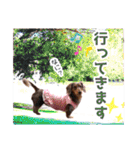 ミニチュアダックス 癒やしの日常会話（個別スタンプ：17）