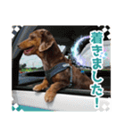 ミニチュアダックス 癒やしの日常会話（個別スタンプ：19）