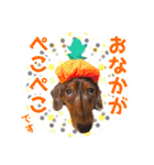 ミニチュアダックス 癒やしの日常会話（個別スタンプ：23）