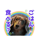ミニチュアダックス 癒やしの日常会話（個別スタンプ：24）