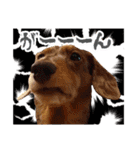 ミニチュアダックス 癒やしの日常会話（個別スタンプ：27）