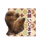 ミニチュアダックス 癒やしの日常会話（個別スタンプ：32）
