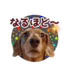 ミニチュアダックス 癒やしの日常会話（個別スタンプ：36）