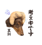 ミニチュアダックス 癒やしの日常会話（個別スタンプ：37）