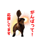 ミニチュアダックス 癒やしの日常会話（個別スタンプ：38）