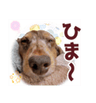ミニチュアダックス 癒やしの日常会話（個別スタンプ：39）