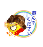 ミニチュアダックス 癒やしの日常会話（個別スタンプ：40）